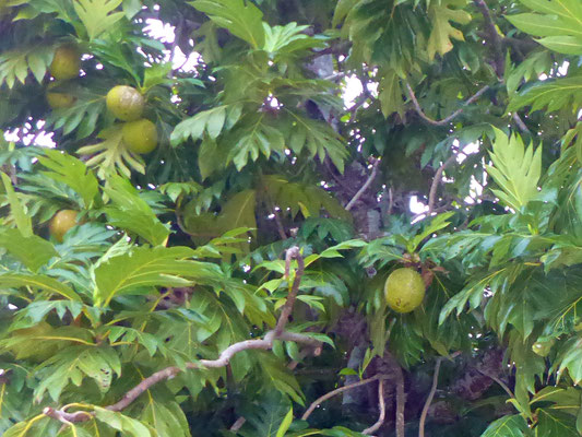 Impressionen aus 'La Passe' - Grapefruit-Baum
