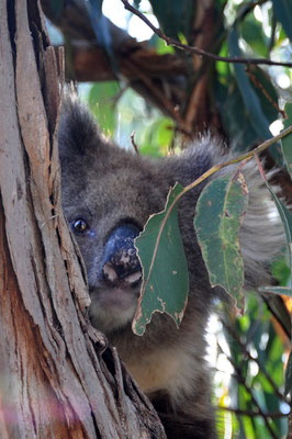 Kangaroo Island Caravan Park - Koala