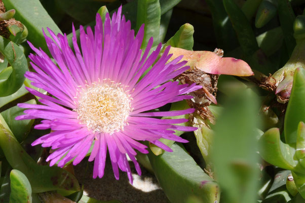 Kangaroo Island - Little Sahara - Flora