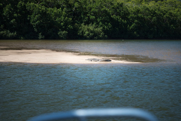 Solar Whisperer Daintree River Crocodile Tour