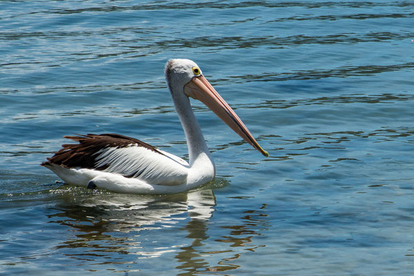 Beim Boathouse Palm Beach - Pelikan