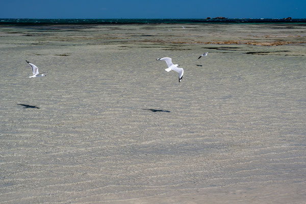 Penguin Island, Rockingham