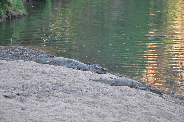 Windiana Gorge - Süsswasser-Krokodile