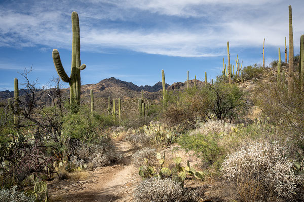 Sabino Canyon - Rattlesnake Trail