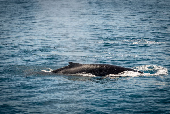 Whale Watching in Brisbane