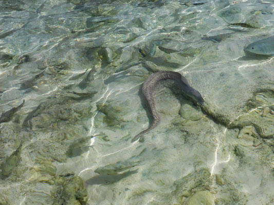 Fische am Strand - Moräne