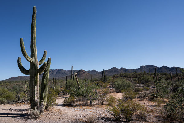 Saguaro National Park West - Signal Hill, Cactus Wren Trail