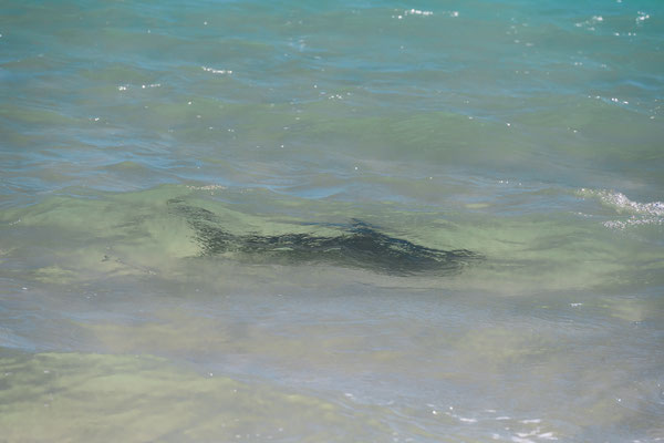 Bill's Bay, Coral Bay - Shark Sanctuary