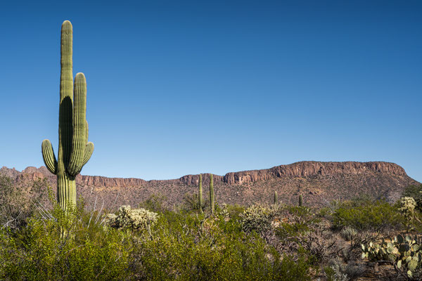 Saguaro National Park West - Cam-Boh Trailhead Parking Area