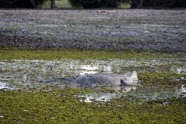 Yellow Water Lagoon, Kakadu Nationalpark