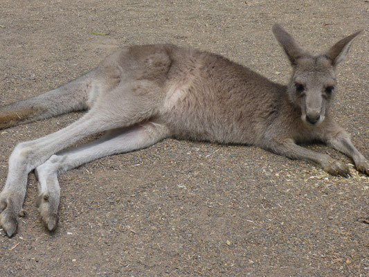 Featherdale Wildlife Park