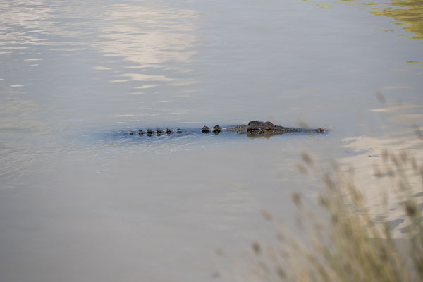 Cahills Crossing, Kakadu Nationalpark - Saltie im East Alligator River