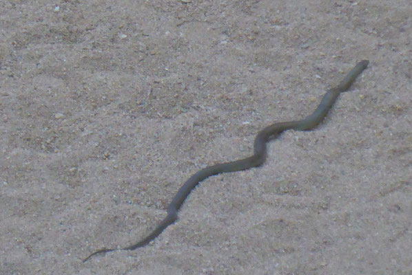 Tiere in Australien - Brown Snake