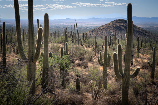 Saguaro National Park West - Hugh Norris Trail
