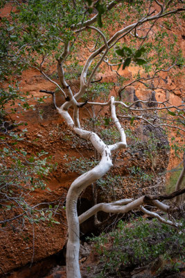 Purnululu Nationalpark - Mini Palms Walk