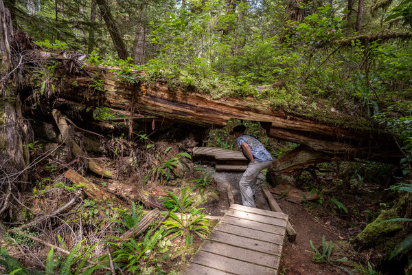 Rainforest Figure Eight Loop, Pacific Rim Nationalpark