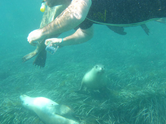 Schnorcheln mit Seelöwen, Baird Bay