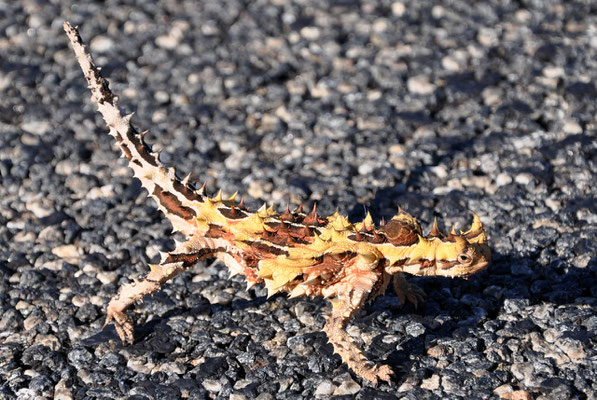 Thorny Devil