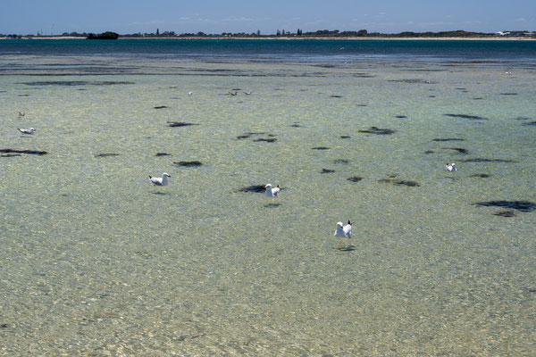 Penguin Island, Rockingham 