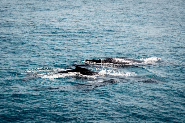 More Whales!!!