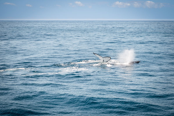 Whale Watching in Brisbane