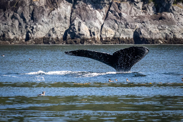 Port McNeill/Knight Inlet - Grizzly Tour mit 'Sea Wolf Adventures' - Buckelwale