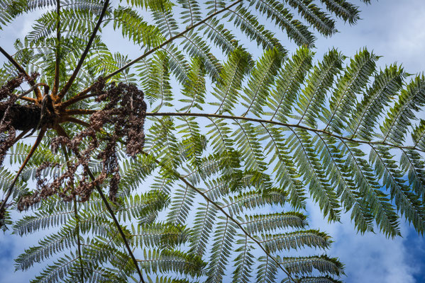 Camping Lync-Haven Rainforest Retreat