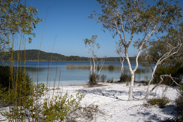 Lake Birrabeen, Fraser Island - 'KEIN Wabby-Lake!'