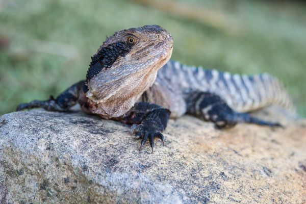 Spaziergang zum Shelly Beach - Water Dragon