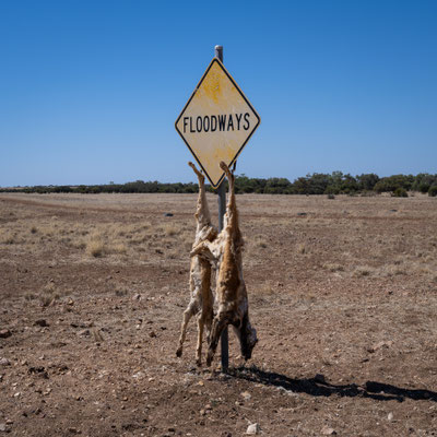unterwegs auf der 'Winton Jundah Road' - Dingos, tot