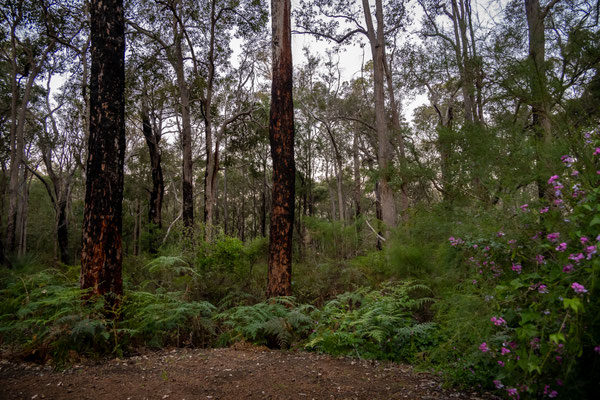 Boranup Forest, Leeuwin-Naturaliste Nationalpark - wilde Natur, Jarrahndene Campground