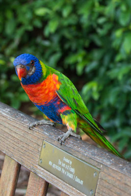 Botanischer Garten - Rainbow Lorrikeet