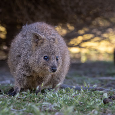 Rottnest Island - Quokkas am Nachmittag