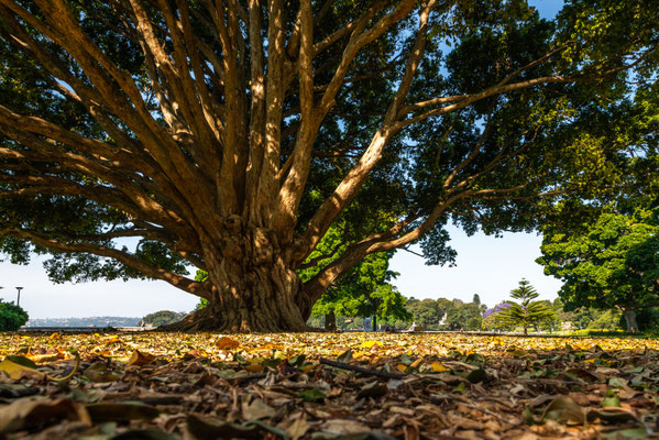 Royal Botanic Royal Botanic GardenGarden