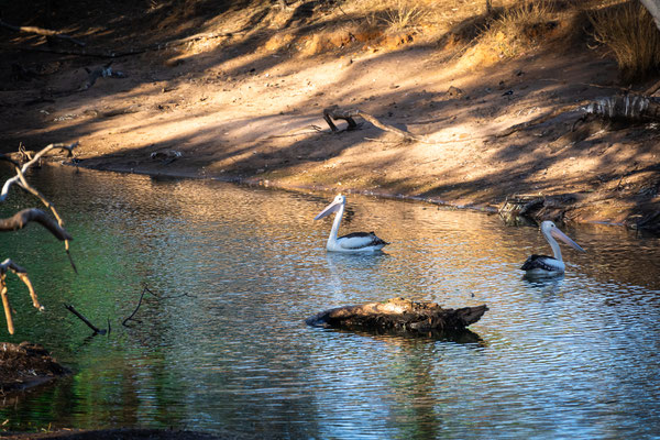 Hann Creek Free Camp - Pelikane