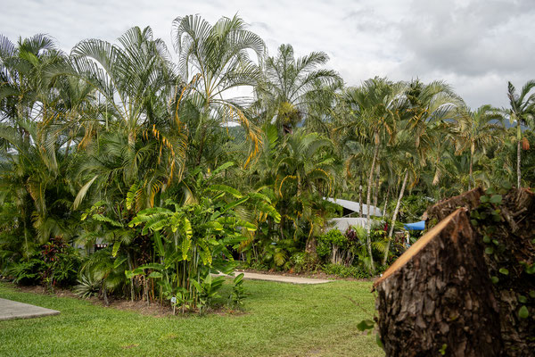 Fishery Falls Cairns Holiday Park - tropische Vegetation