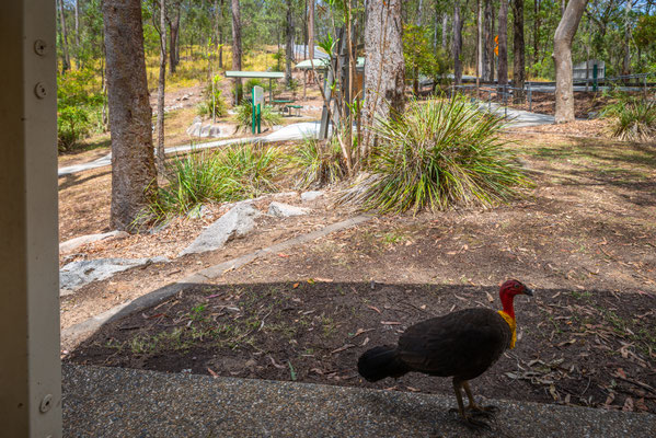 Mount Coot-tha Summit Track - Bushturkey