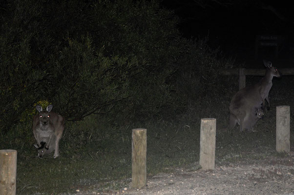 Newland Head Conservation Park - Kängurus auf dem Campingplatz