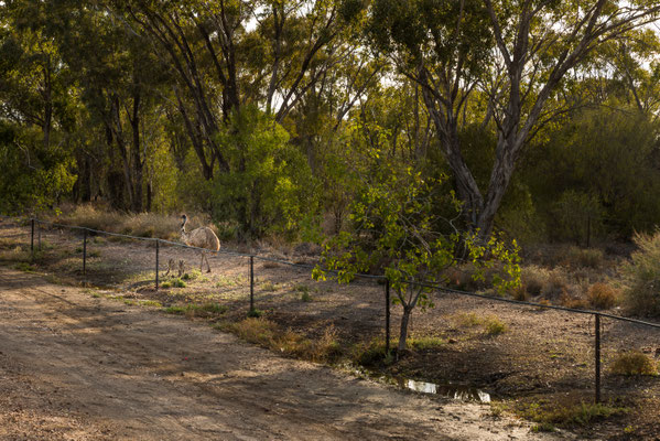 zurück von Grawin (Opalminen) nach Lightning Ridge