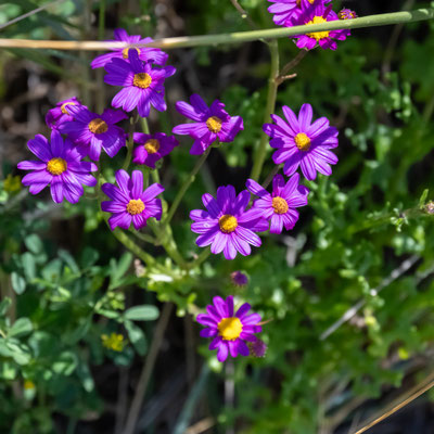 die Wildblumen im Kalbarri Nationalpark