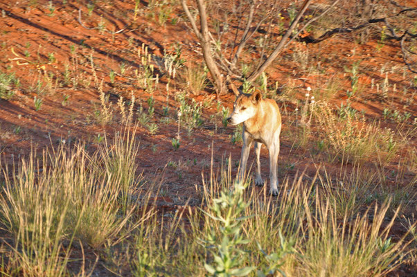 Ein Dingo auf dem Weg zum Canyon