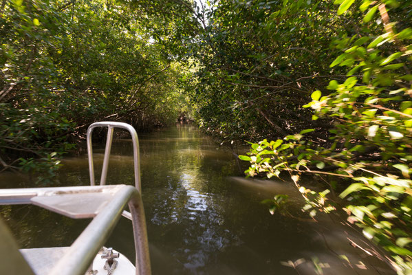 Solar Whisperer Daintree River Crocodile Tour