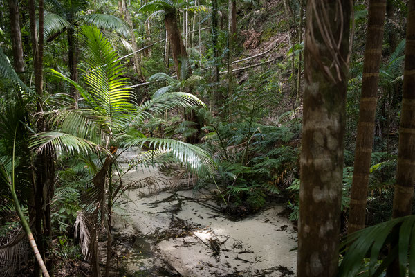 Fraser Island - Wanggoolba Creek Walk