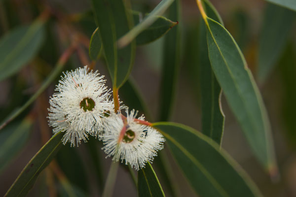 Royal National Park