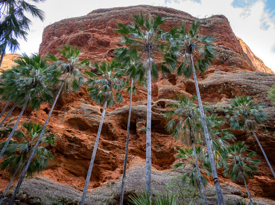 Purnululu Nationalpark - Mini Palms Walk
