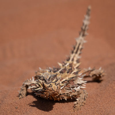François Peron Nationalpark, Shark Bay Halbinsel - Dornteufel