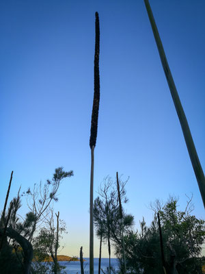 Der Lookout auf Whitehaven Beach