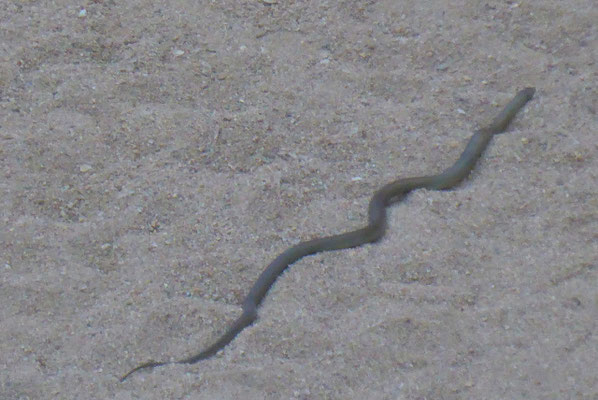 Brown Snake