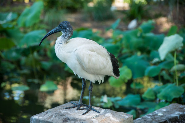 Botanischer Garten