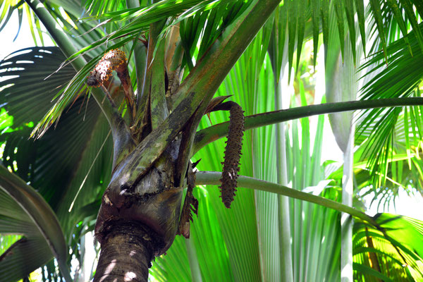 Vallée de Mai